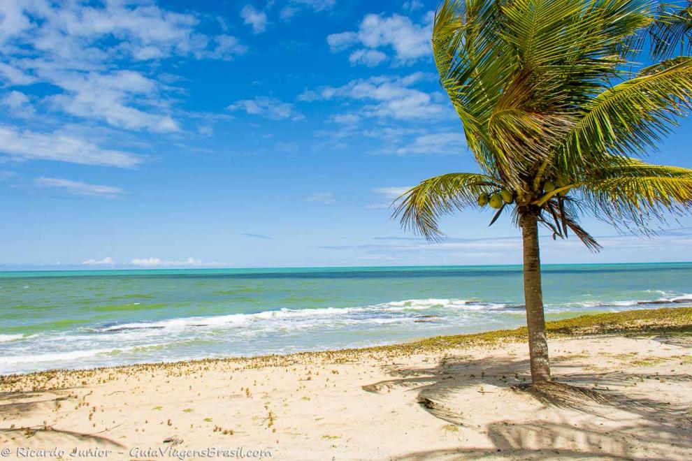 Imagem de uma coqueiro com uma pequena sombra e um mar azul fascinante na Praia de Caraiva.